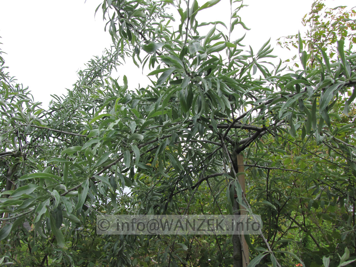 Pyrus salicifolia Pendula 02.JPG